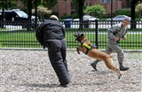 K-9 cop